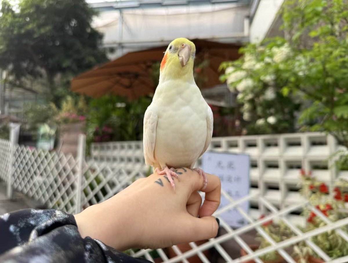 gillannnn's tweet image. 你好豆豆