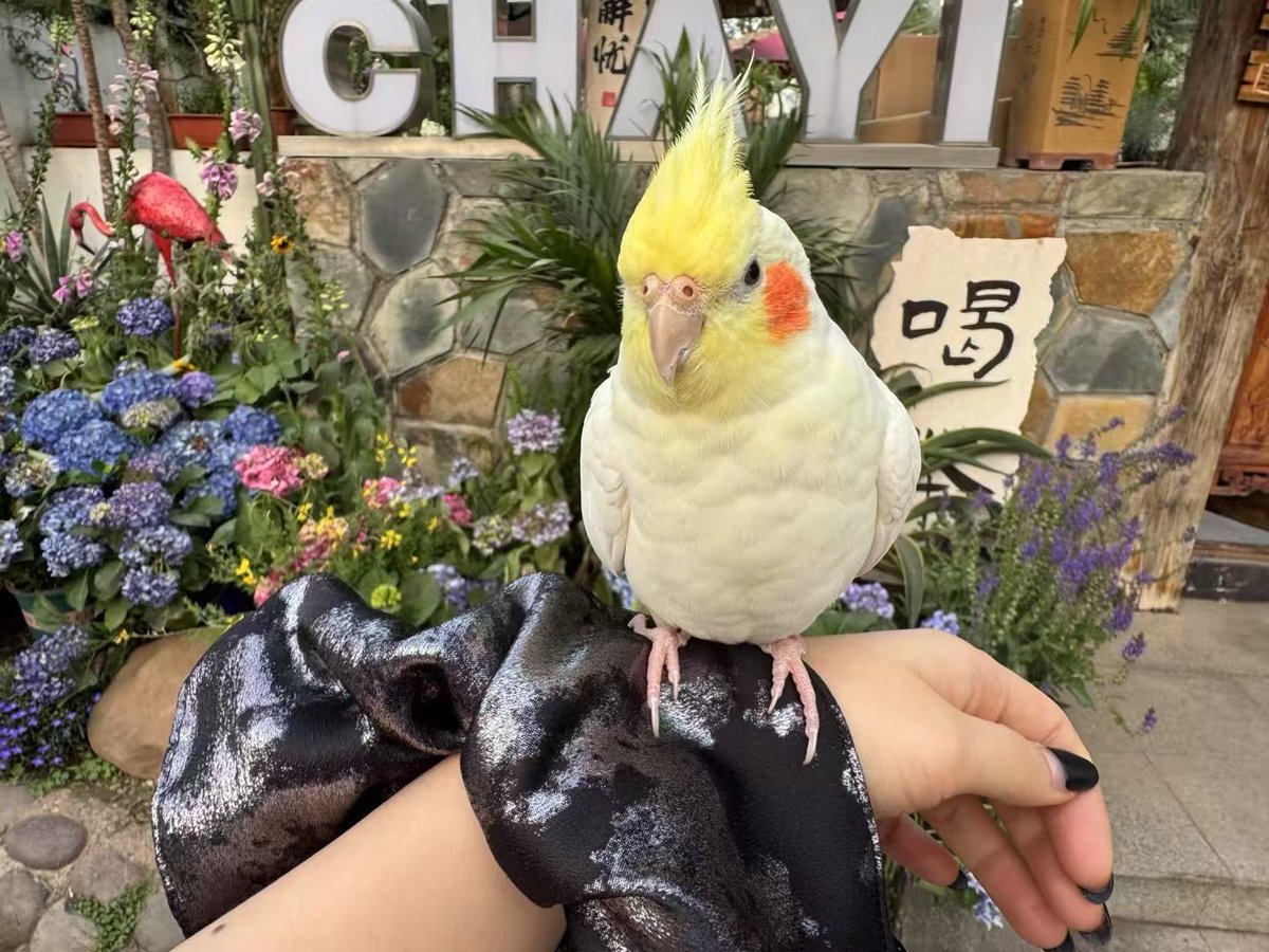 gillannnn's tweet image. 你好豆豆