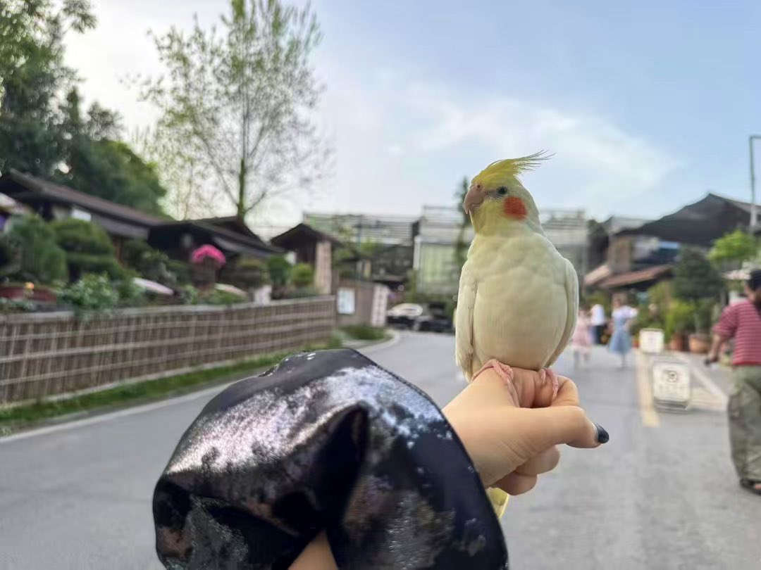 gillannnn's tweet image. 你好豆豆