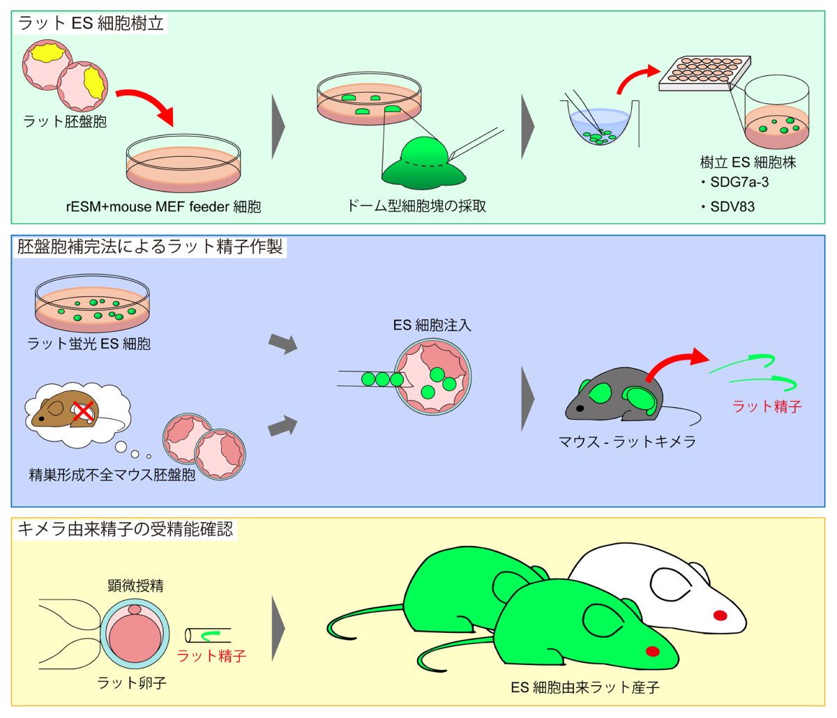 🔬研究成果🔎

モデル動物開発分野の夏目里恵 技術専門職員、阿部学 准教授、新潟大学の﨑村建司 名誉教授らの研究グループは、胚盤胞補完法を用いることにより、マウスの体内でラット胚性幹細胞（ES細胞）由来の受精能を有した精子を作製することに成功しました🐁
bri.niigata-u.ac.jp/research/resul…