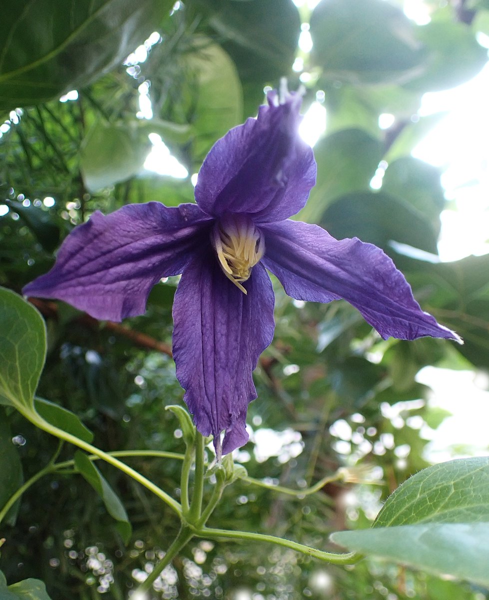 rsmya's tweet image. 庭のお花
暑い中 綺麗に咲いてくれてます☺️
クレマチス
サムシングブルー✨
🌱Clematis 'Samthing blue'🌱