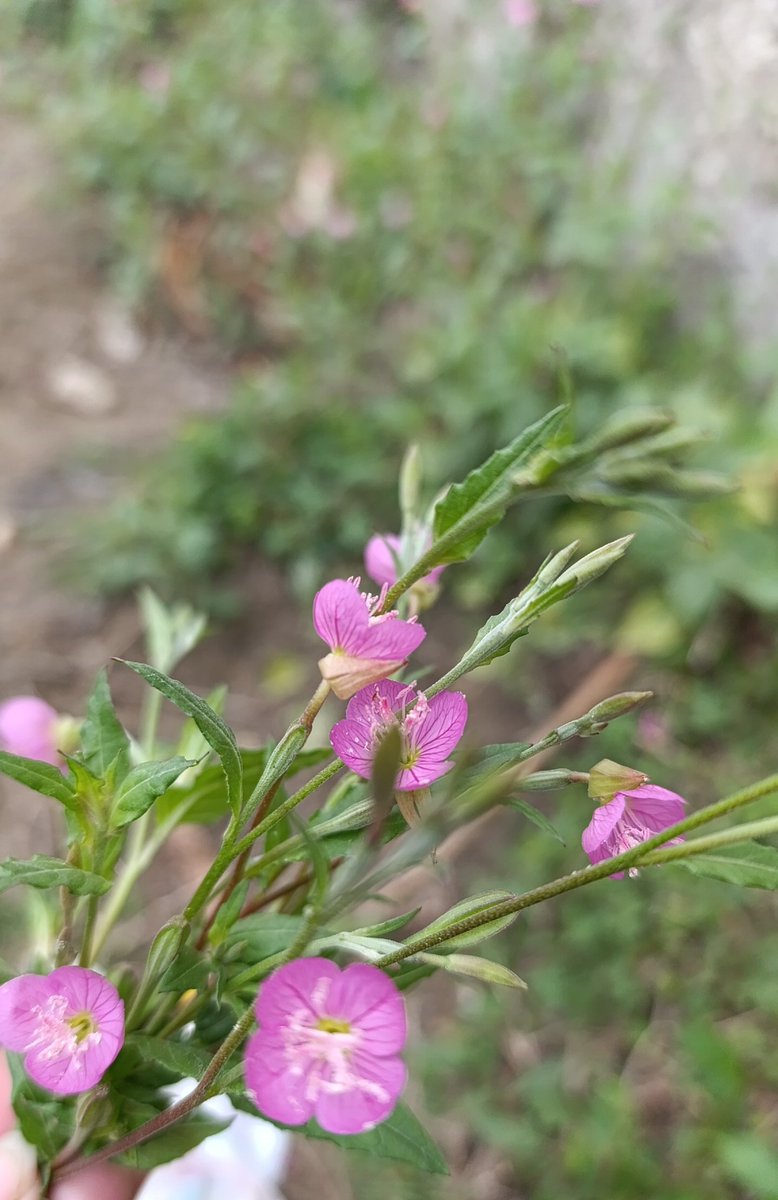 Post something Green in Ur gallery 💐