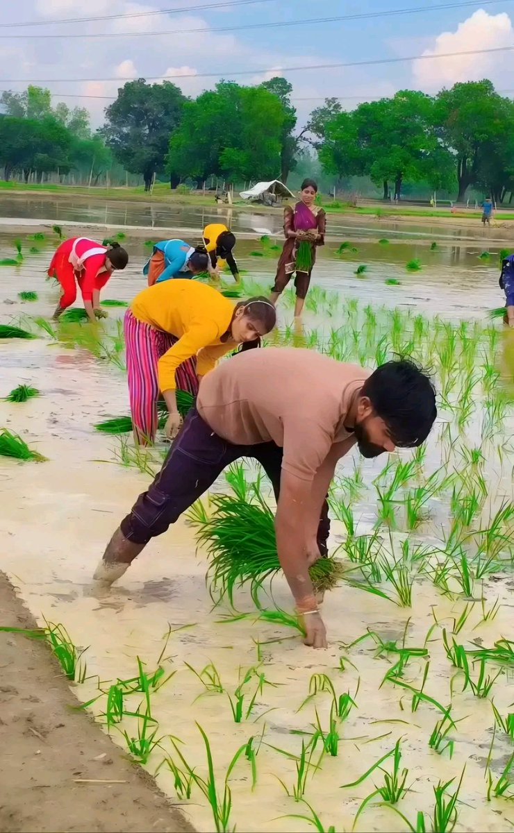 हरियाली की चादर ओढ़ता, गाँव का खेत-खलिहान,  
धान की रोपाई में छुपा है, मेहनत का अद्भुत गान।  😊❤️