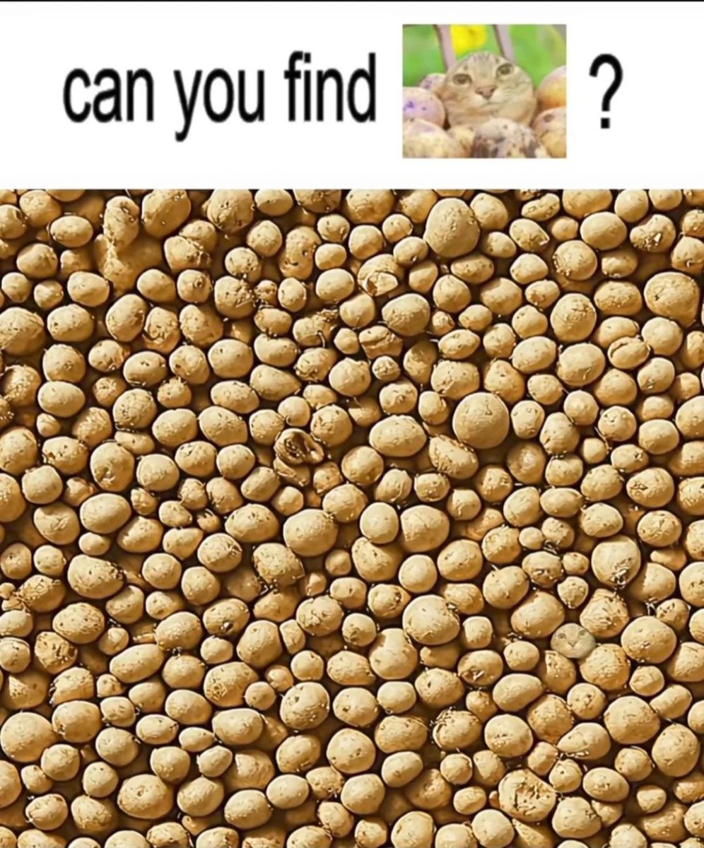 can you find ?
