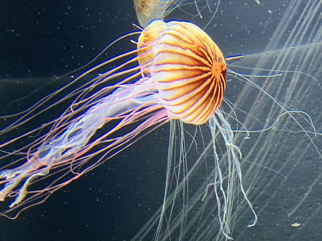 クラゲ展示の定番・アカクラゲ🪼 触手のピンク色が目立つこの姿、以前