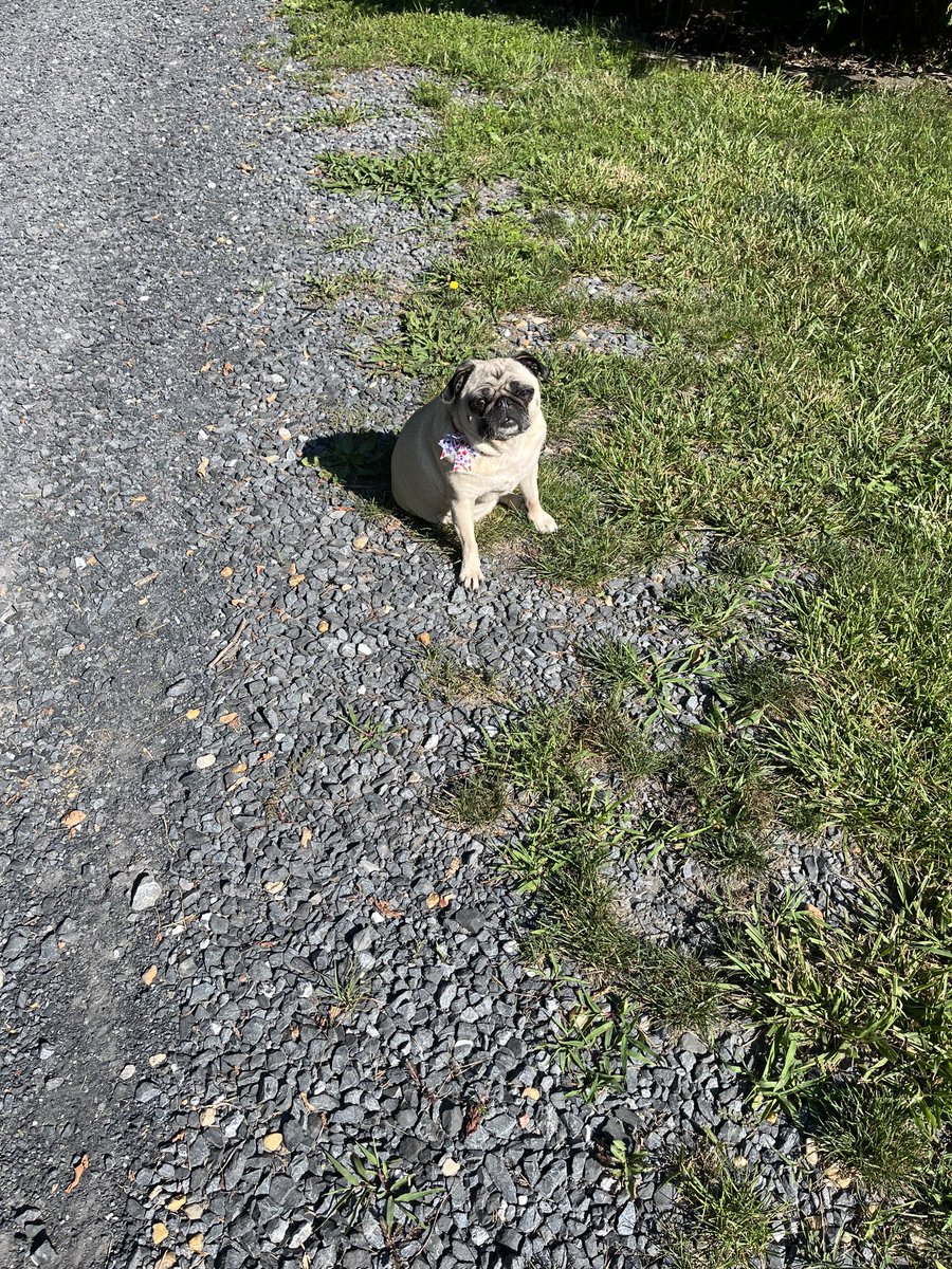 Out for my morning stroll before it gets to 🥵.