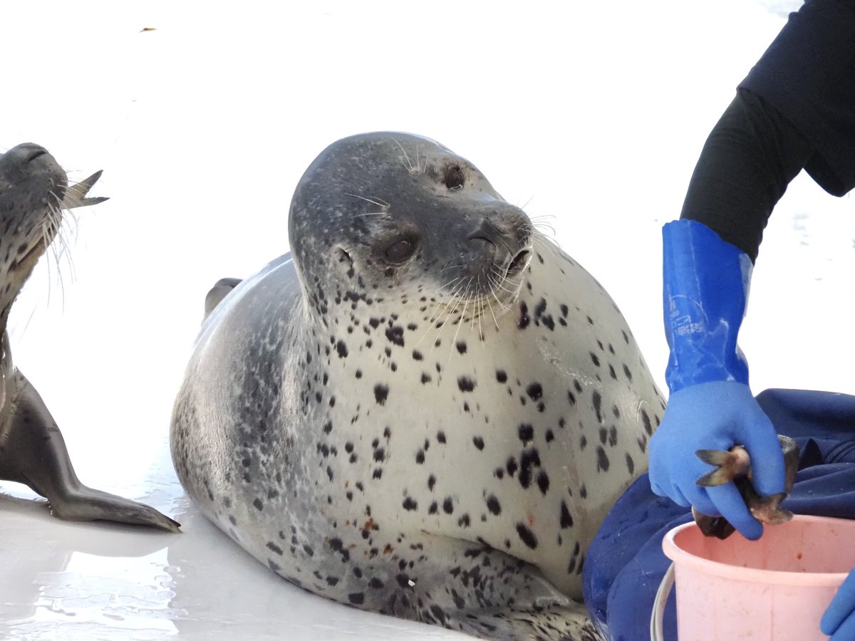 はるみや*ページ はるみ