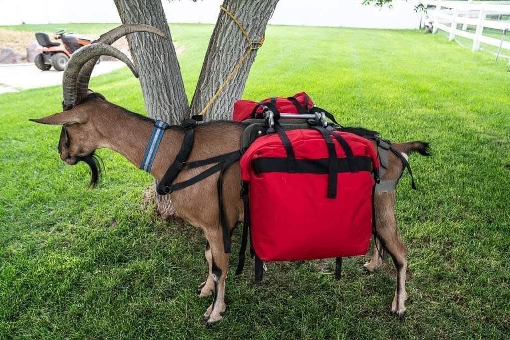 Наадам багц