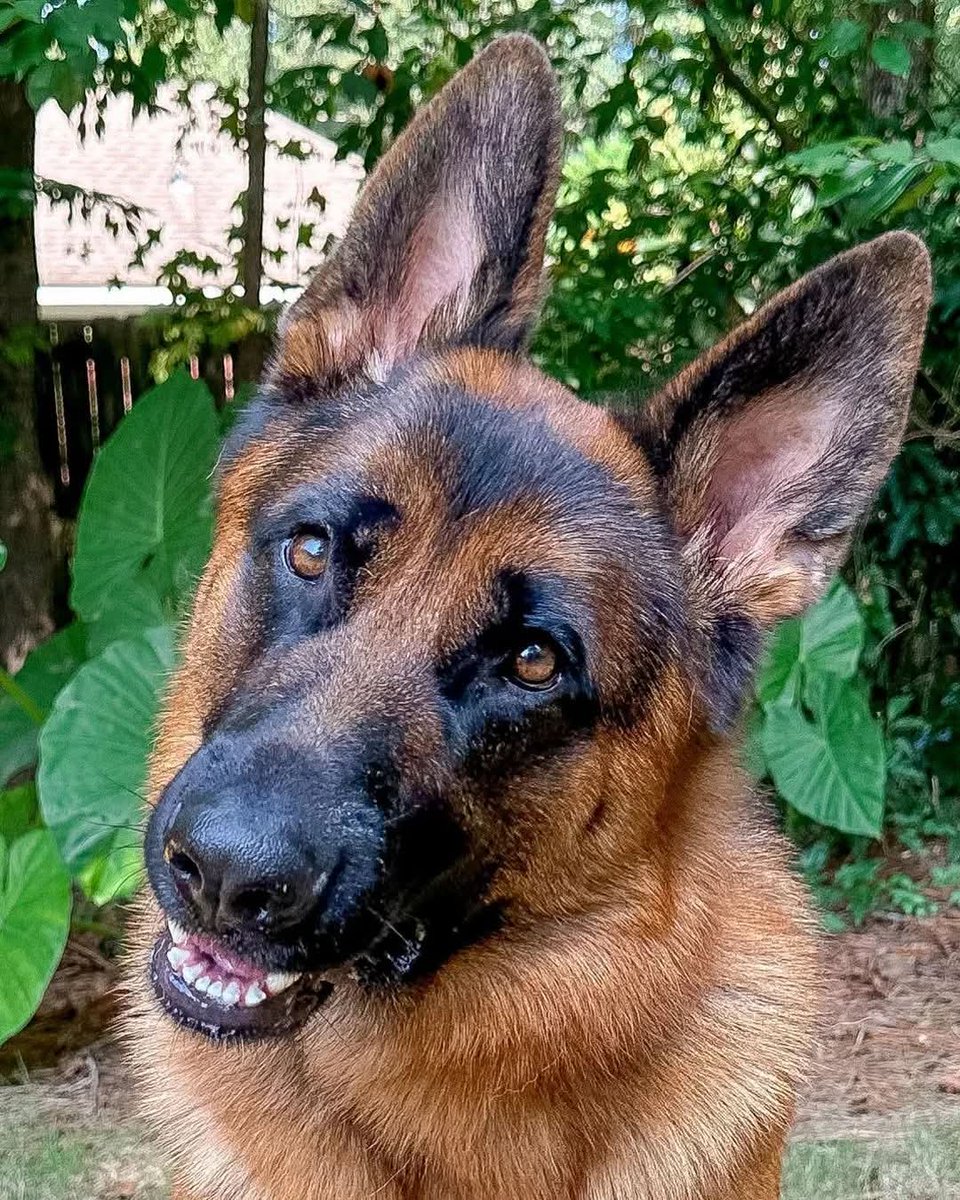 GSD_Fan_Club's tweet image. Absolutely stunning! 😍 That face is just too precious! ❤️