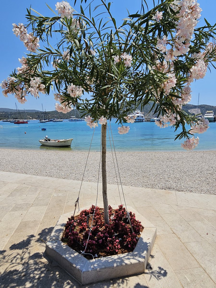 Oleandri,oleandri💥💥❤️❤️❤️