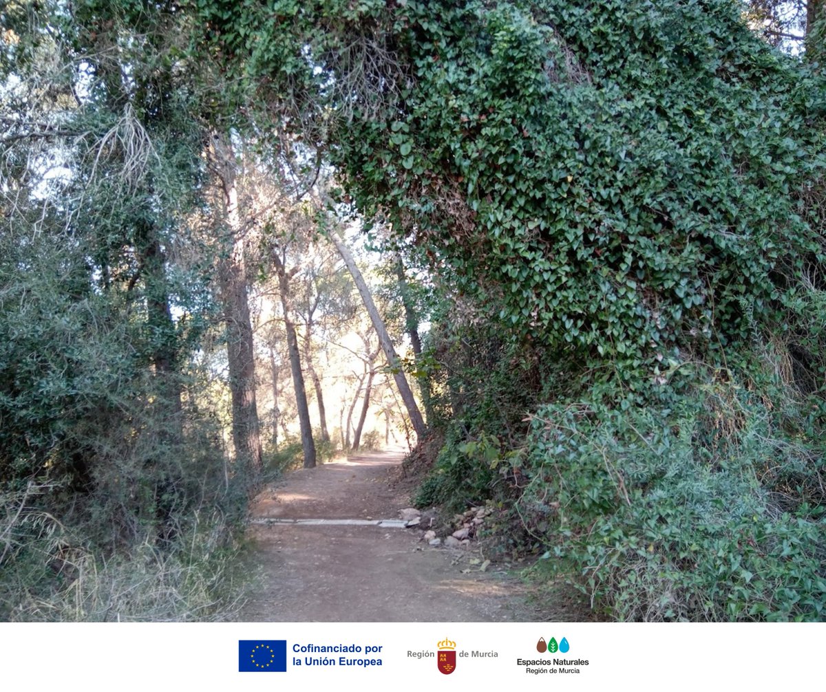En las umbrías y ramblas de #ElVallePR crece la zarzaparrilla (Smilax aspera), una liana silvestre que se ayuda de zarcillos para trepar en busca de luz ☀️

🌱 Sus hojas se mantienen verdes todo el año y al final del verano, sus frutos rojos alimentan a aves y otros animales 🐦🍒