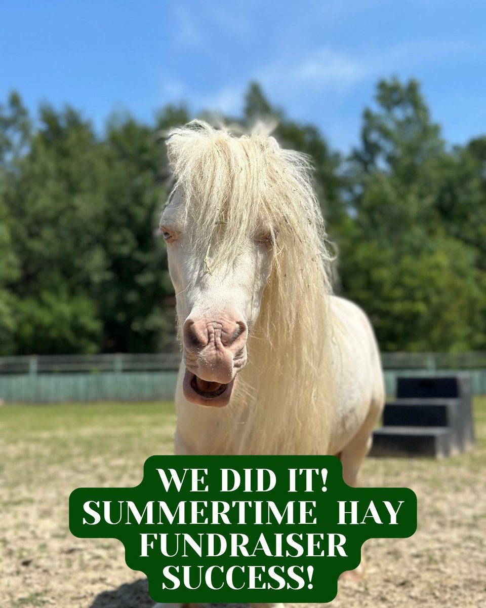 RileyFarmRescue's tweet image. It's official! We met our Summertime Hay Fundraiser Goal! This would not be possible without all of you! 1000 bales of hay paid for!
I can't begin to explain the stress of larger bills like this that are crucial. Thank you🩵
Our community of TRFR family is the BEST!