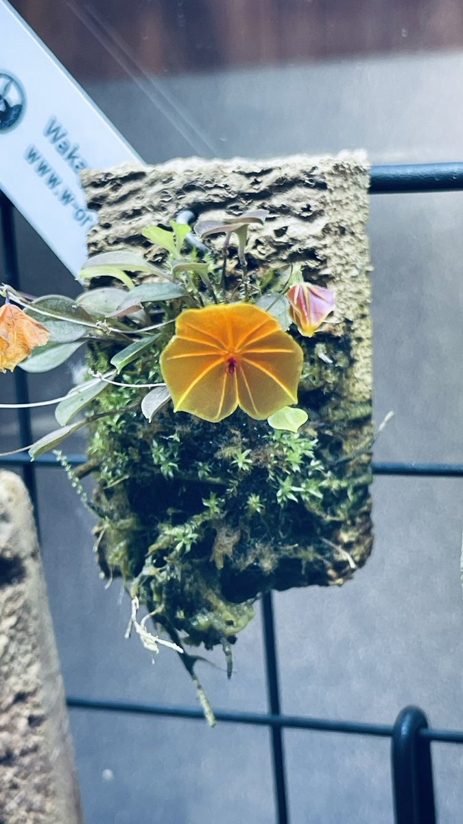NcmZero's tweet photo. 着生蘭の花盛り✨
Lepanthes telipogoniflora
#パルダリウム
#パルダリウム愛好会 https://t.co/QveyyDCUJg