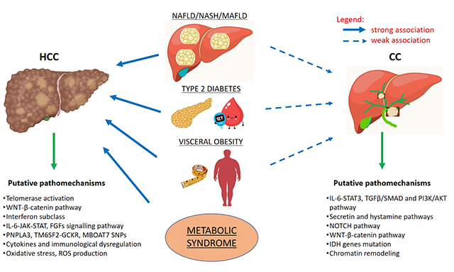 🚨 Dive into metabolic primary liver cancer in adults — uncover risk factors &amp; complex mechanisms behind #HCC &amp; #Cholangiocarcinoma 🔬🧬.
Early detection &amp; personalized care are key! 🔑✨
Read now 👉oaepublish.com/articles/mtod.…
#LiverCancer #NAFLD #MetabolicSyndrome