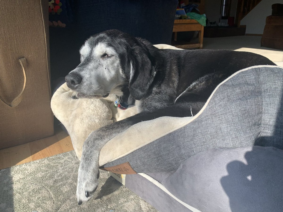 This is my boys favorite bed. It was in rough shape when Lucky moved in, but this weekend it was patched and washed. Lucky couldn’t be happier. 🛌 
#CozyandWellLoved #mondaythoughts