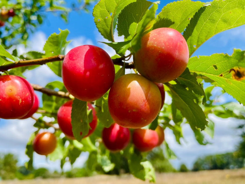 Bettyshotspot (@victorthevole) on Twitter photo Strange year. We have fruit appearing on trees that have never fruited before #loveukweather <a href="/metoffice/">Met Office</a> <a href="/ChrisPage90/">Chris Page - Weatherman</a> <a href="/WeatherAisling/">Aisling Creevey</a> <a href="/itvanglia/">ITV News Anglia</a> Strange year. We have fruit appearing on trees that have never fruited before #loveukweather <a href="/metoffice/">Met Office</a> <a href="/ChrisPage90/">Chris Page - Weatherman</a> <a href="/WeatherAisling/">Aisling Creevey</a> <a href="/itvanglia/">ITV News Anglia</a>