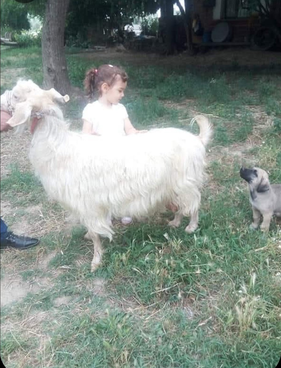 Muhsin Yener (@muhsinyener) on Twitter photo 