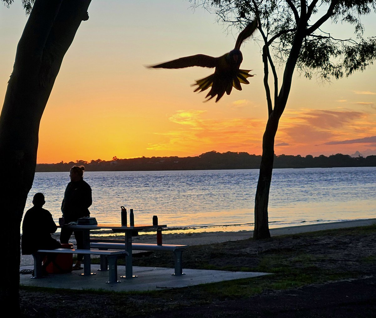 millyfromoz's tweet image. When you take a sunset pic and get photobombed by a birb ! 
🌇 🦅