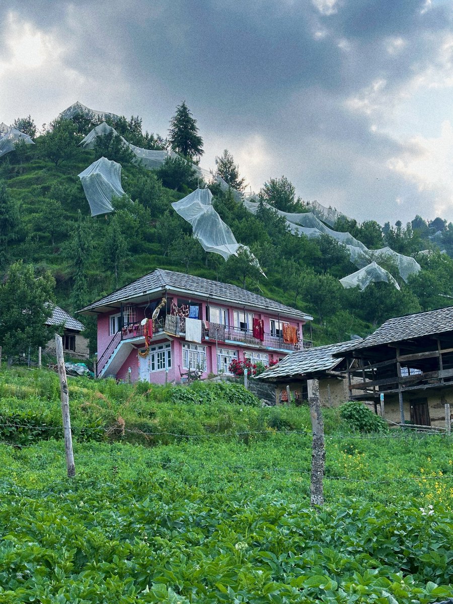 nazariyaa__'s tweet image. Visited Thunag and Janjehli valley just last month. Roads, schools-colleges, hospitals, markets, lush green orchards… everything felt so full of life.
Breaks my heart to see the flood damage now. Praying for Seraj 💔🙏🏻
