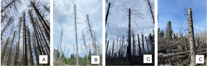 Outer appearance of bark-beetle-infested stands of Norway spruce after different standing storage durations: a case study in the Harz Mountains, #Germany | Journal of Forestry Research  link.springer.com/article/10.100…
#Forest #Entomology  #Snag #Stem