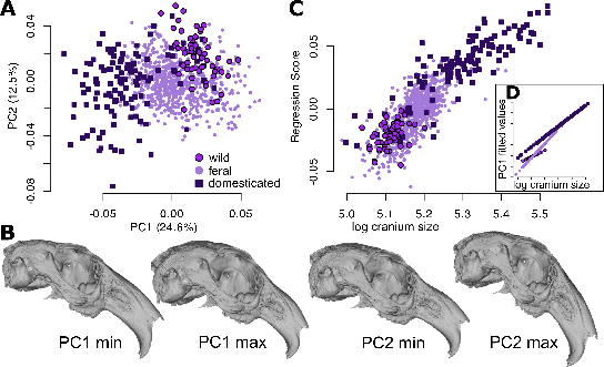 WorldLagomorph's tweet image. A new study explored how domestication and feralization reshape rabbit skulls. The results pinpointed that domestication softened some cranial features, while feral rabbits present an intermediate morphology between wild and domestic. #evolution #rabbits
doi.org/10.1098/rspb.2…