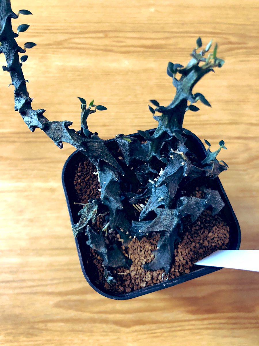 onog12m0's tweet photo. カクタスクラブさんでの戦利品①
セロぺギア　ボッセリ
爬虫類感🐉🦖🦎

この子がハートカズラと同じ属とは…🫥
植物学者さん達はすごいなぁ🫠🫠 https://t.co/G7Plage6MC