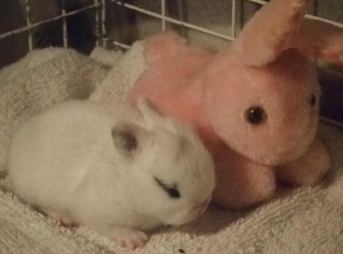 Bunnies (@bunnies) on Twitter photo 