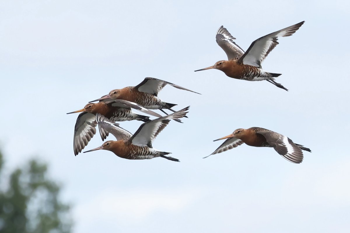 Black-tailed Godwit fly-past at Hockwold Washes.