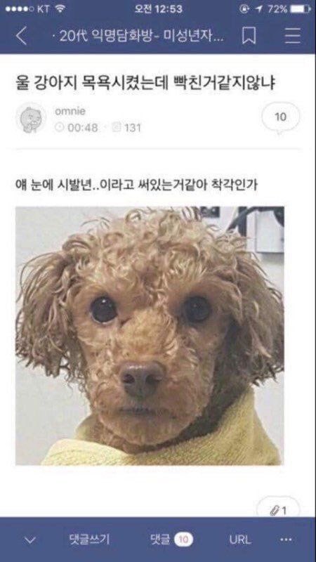 빡친 강아지