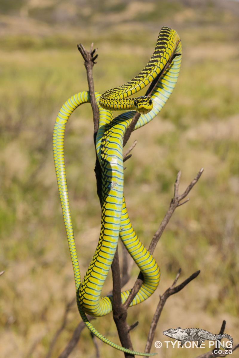 itsrobotface's tweet image. Dispholidus typus typus - Boomslang.
From Port Elizabeth, Eastern Cape
Highly-venomous.
tyroneping.co.za/snakes-souther…