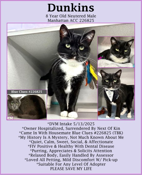 Peter Askin (@peteraskin1) on Twitter photo Handsome tuxie senior Dunkins at NYC ACC is in a heap or trouble with owner in hospital! Has dental issues & FIV+ but can live a long life & fine if other cats are friendly! Let's do some saving please! Adopt if in #NewYork town or pledge & tag <a href="/sachikoko/">Renee' Martin</a>
VERY URGENT! ๐ Handsome tuxie senior Dunkins at NYC ACC is in a heap or trouble with owner in hospital! Has dental issues & FIV+ but can live a long life & fine if other cats are friendly! Let's do some saving please! Adopt if in #NewYork town or pledge & tag <a href="/sachikoko/">Renee' Martin</a>
VERY URGENT! ๐