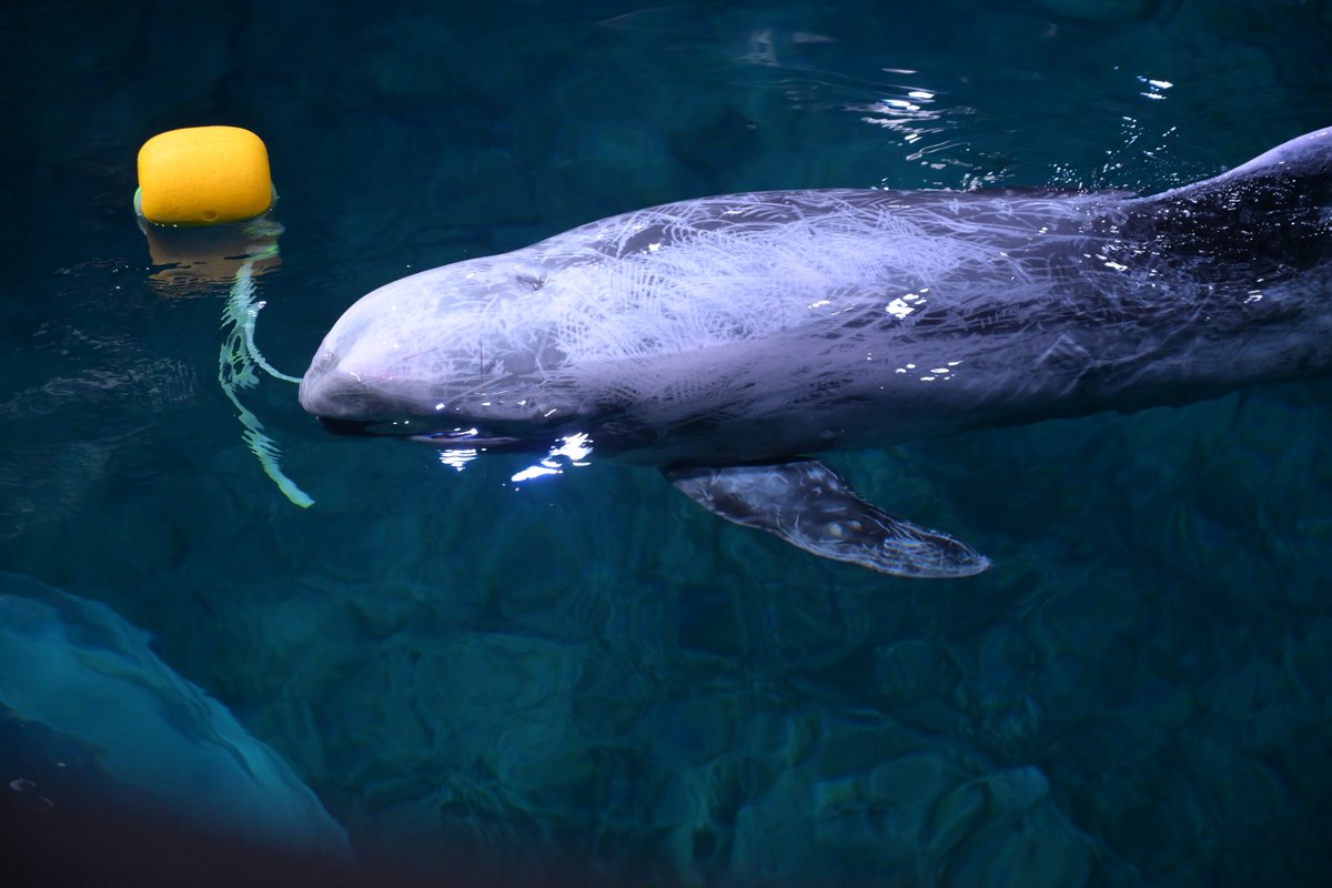 Ark_insights's tweet photo. Zhoushan Changqiao Ocean Park is home to a great variety of Marine and rainforest creatures #parkfun https://t.co/ALqpekUTCP