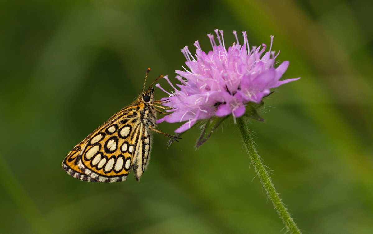 jpcancela1's tweet image. Yesterday was the best day so far in our Spanish Pyrenees tour with incredible views and more than 45 species seen. Photos of Large chequered skipper and Purple emperor.