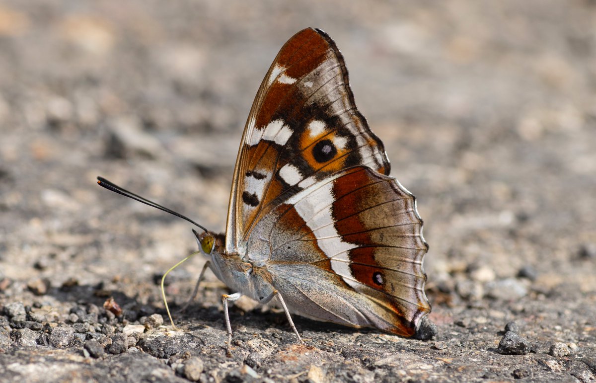 jpcancela1's tweet image. Yesterday was the best day so far in our Spanish Pyrenees tour with incredible views and more than 45 species seen. Photos of Large chequered skipper and Purple emperor.
