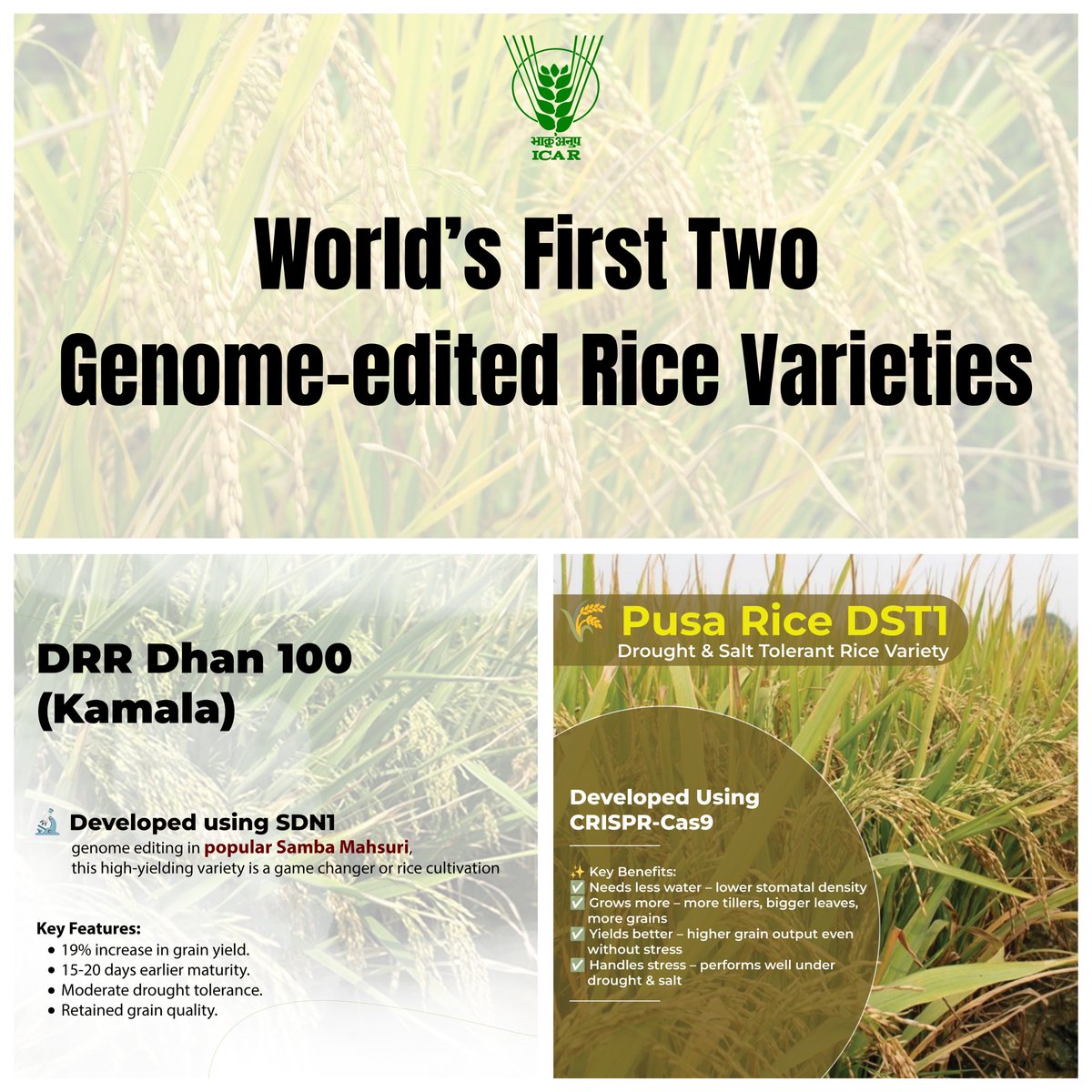 Indian Council of Agricultural Research. (@icarindia) on Twitter photo World’s First Two Genome-edited Rice Varieties. #ICAR96AGM #ICAR <a href="/PMOIndia/">PMO India</a> <a href="/ChouhanShivraj/">Shivraj Singh Chouhan</a> <a href="/mpbhagirathbjp/">Bhagirath Choudhary</a> <a href="/RNK_Thakur/">Ram Nath Thakur</a> <a href="/PIB_India/">PIB India</a> <a href="/AgriGoI/">Agriculture INDIA</a> <a href="/mygovindia/">MyGovIndia</a> World’s First Two Genome-edited Rice Varieties. #ICAR96AGM #ICAR <a href="/PMOIndia/">PMO India</a> <a href="/ChouhanShivraj/">Shivraj Singh Chouhan</a> <a href="/mpbhagirathbjp/">Bhagirath Choudhary</a> <a href="/RNK_Thakur/">Ram Nath Thakur</a> <a href="/PIB_India/">PIB India</a> <a href="/AgriGoI/">Agriculture INDIA</a> <a href="/mygovindia/">MyGovIndia</a>