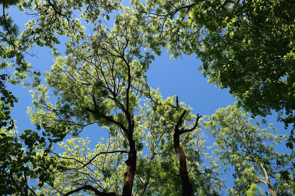 Montecrossa's tweet photo. #Photo by #Mirakali Tree tops @yzcyzf @KeiraNightly2 @iliana_uribe #photography #photographer #Mirapuri #NaturePhotography #trees #treetop #atmosphere #TwitterNatureCommunity #nature #outdoors https://t.co/tA2nTKikag https://t.co/y47GgG8VCz