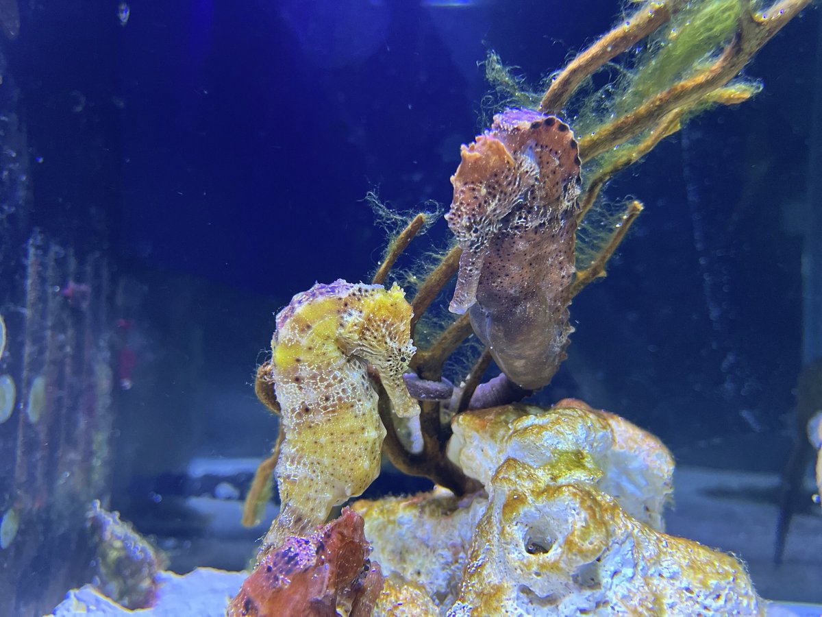 横浜・八景島シーパラダイス公式 on X