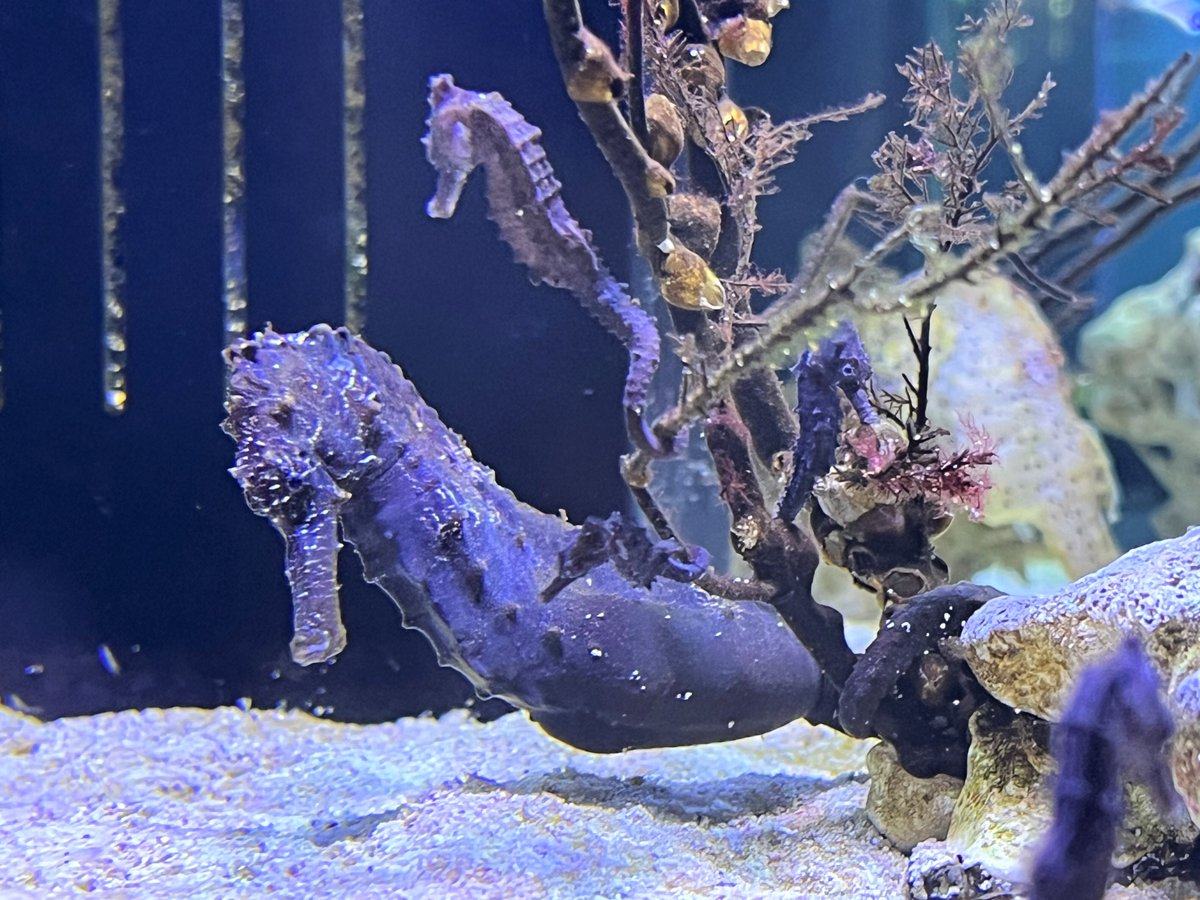 タツノオトシゴの風鎮 横浜・八景島シーパラダイス公式 on X