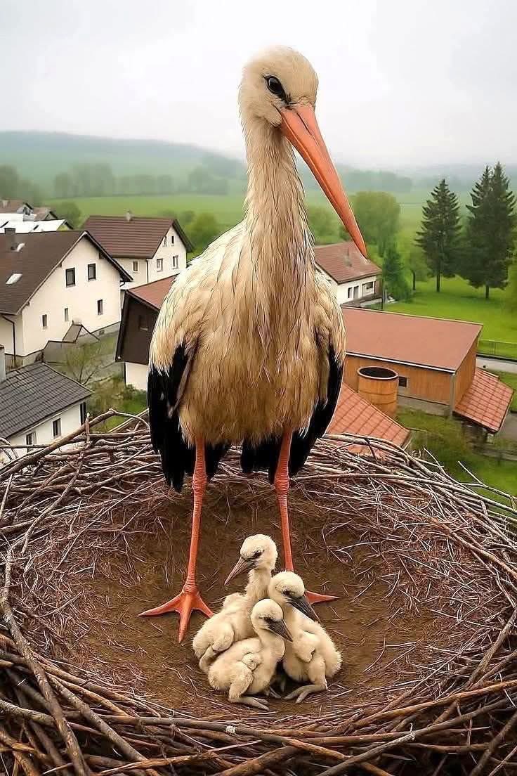 Goedemorgen,mooie maandag.

‘Nieuw leven’