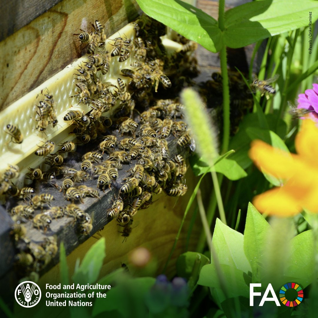 🐝Bees are essential for our food, ecosystems &amp; future.

By strengthening beekeepers’ capacity to adapt to #climatechange, sustainable beekeeping supports both people and pollinators.

Find out more: bit.ly/4lFpZde