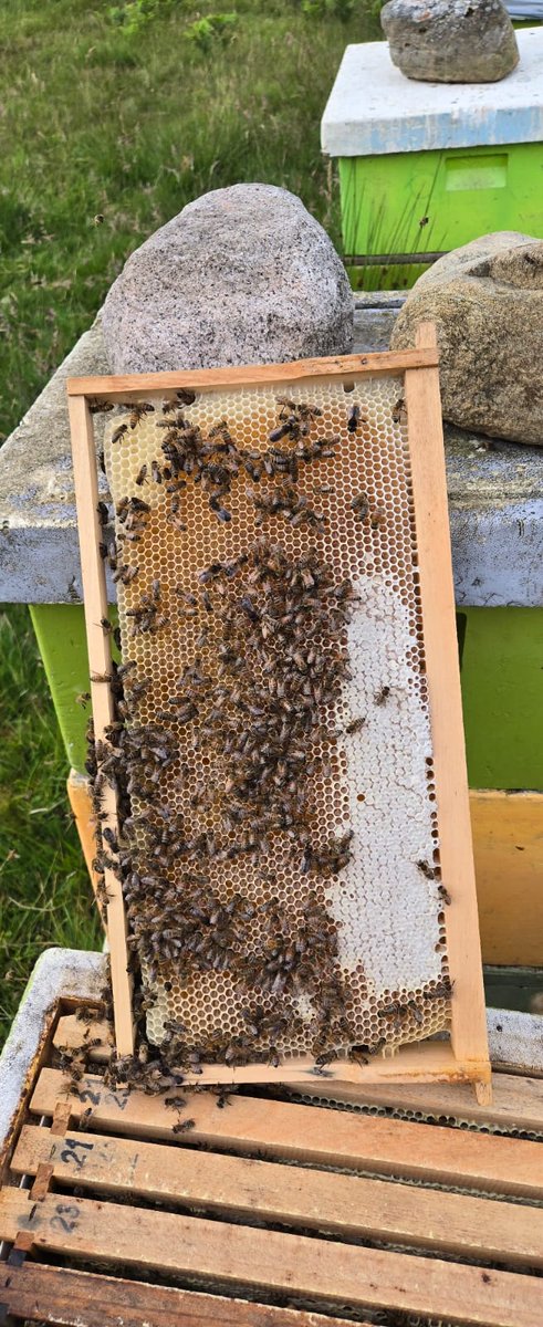 Generally a 'glass half full' attitude so this picture gladdens the heart. Bees been on one of our bell heather locations for 4 days in crap weather......guys on a shift just called in on them this morning. Its all bell.