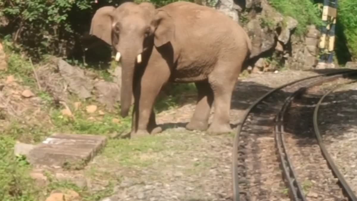 ETVBharatTN's tweet image. ரயில் தண்டவாளத்தில் உலா வந்த கொம்பன்: சுற்றுலா பயணிகள் பீதி! -

Read more:
etvbharat.com/ta/!state/a-on…

#elephant #railtrack #coonoor #metupalayam #ETVBharatTamilnadu