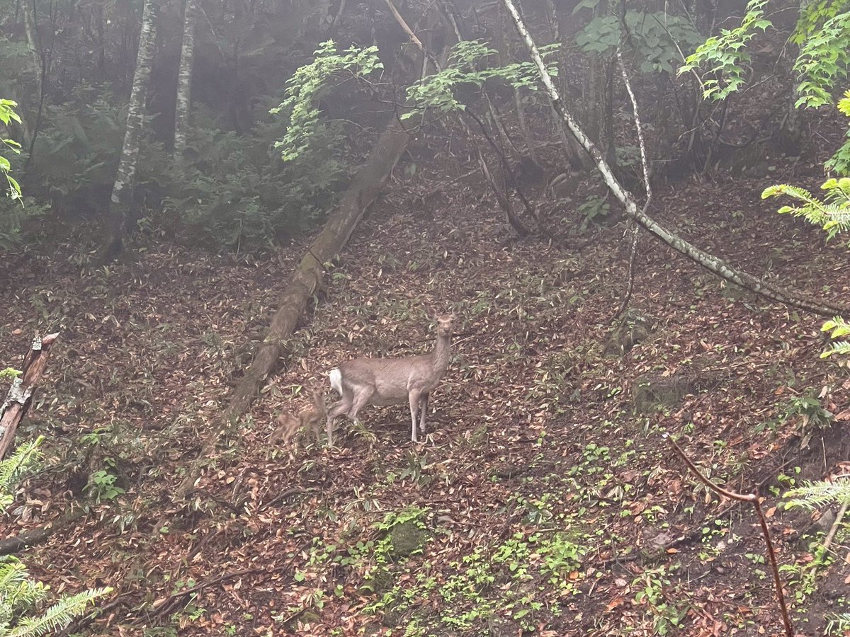 ForestersPRO's tweet image. こうやって見ると仔鹿はかなり背景と同化しますね