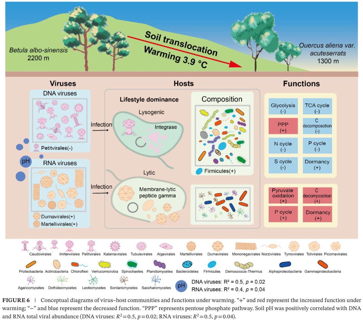 ykuzyakov's tweet image. Opposite Response of DNA and RNA Viruses to #Soil Warming, Implications for Microbial Functions
in European J of Soil Science
doi.org/10.1111/ejss.7…
DNA viral lysogeny increased, but the RNA viral lytic protein increased under warming:
opposite lifestyles of DNA and RNA phages