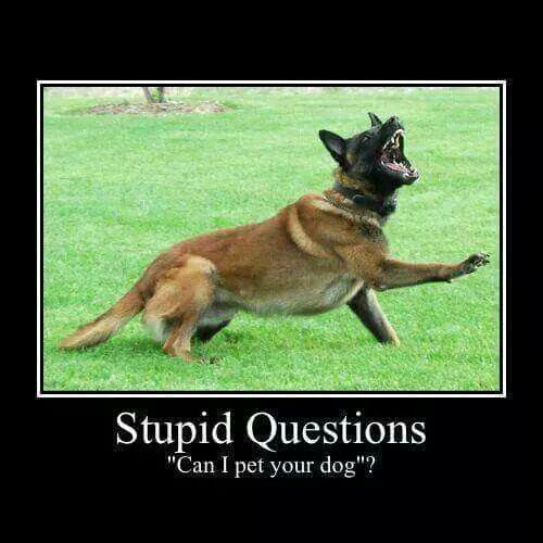 <a href="/RadTheMaligator/">🌞🌺🍦🌊🏖🐕Malinois Radek 🐕🐦🇬🇧🇺🇲🇧🇪</a> 
Happy #MalinoisMonday
#TeamMali❤️