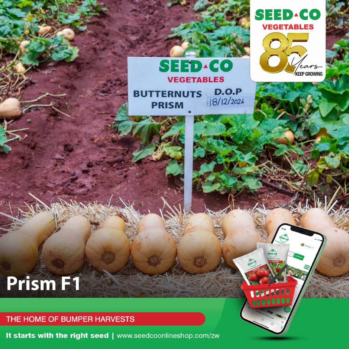 SeedCoVegZim's tweet image. Winter planting is underway, and with it, the opportunity to earn good market prices. Butternut squash is a popular commercial crop, and our hybrid variety 𝗣𝗿𝗶𝘀𝗺 𝗙𝟭, is bred to thrive in your fields.

#ItStartsWithTheRightSeed 
#seedcovegzim