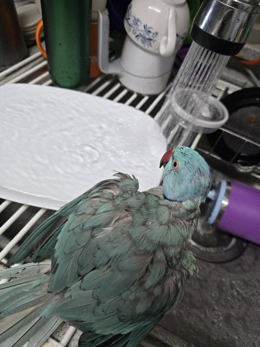 우리 꼬질이 빨리 털갈이 끝내렴