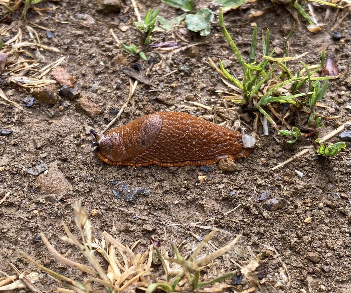 KateAgValuer's tweet image. Not seen one of these for a while. Yes, we finally had some rain!