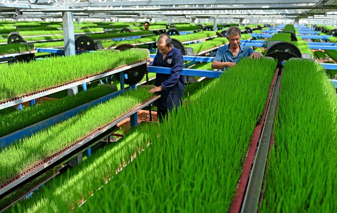 Huanqiu_com's tweet photo. This layered rice planting in China is so smart! 🌱They're stacking the fields like building blocks—maximizing every inch of space! #SmartFarming #ChinaAgriculture #LayeredPlanting #FarmingHacks https://t.co/gDaj4ogt0k