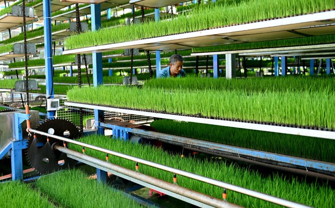 Huanqiu_com's tweet photo. This layered rice planting in China is so smart! 🌱They're stacking the fields like building blocks—maximizing every inch of space! #SmartFarming #ChinaAgriculture #LayeredPlanting #FarmingHacks https://t.co/gDaj4ogt0k